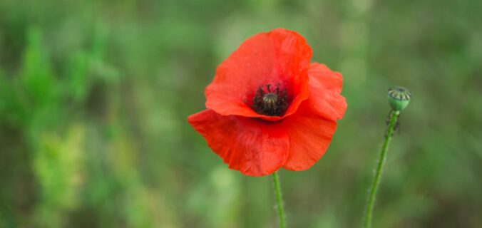 Poppy in a field